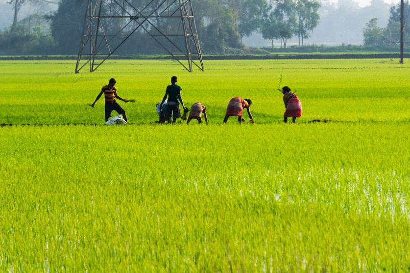 কৃষি সম্প্রসারণ অধিদপ্তর নিয়োগ পরীক্ষার ফলাফল ২০২৩